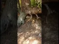 Walking tree caught moving