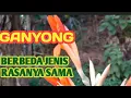 Lagu DUA JENIS GANYONG DENGAN RASA SAMA