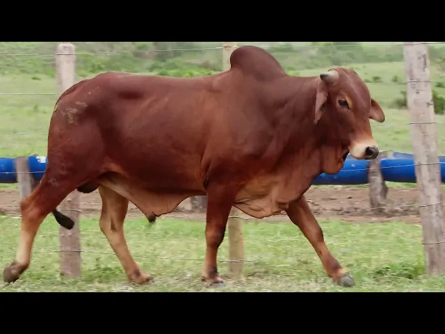 Touro Sindi RAJT - 2706