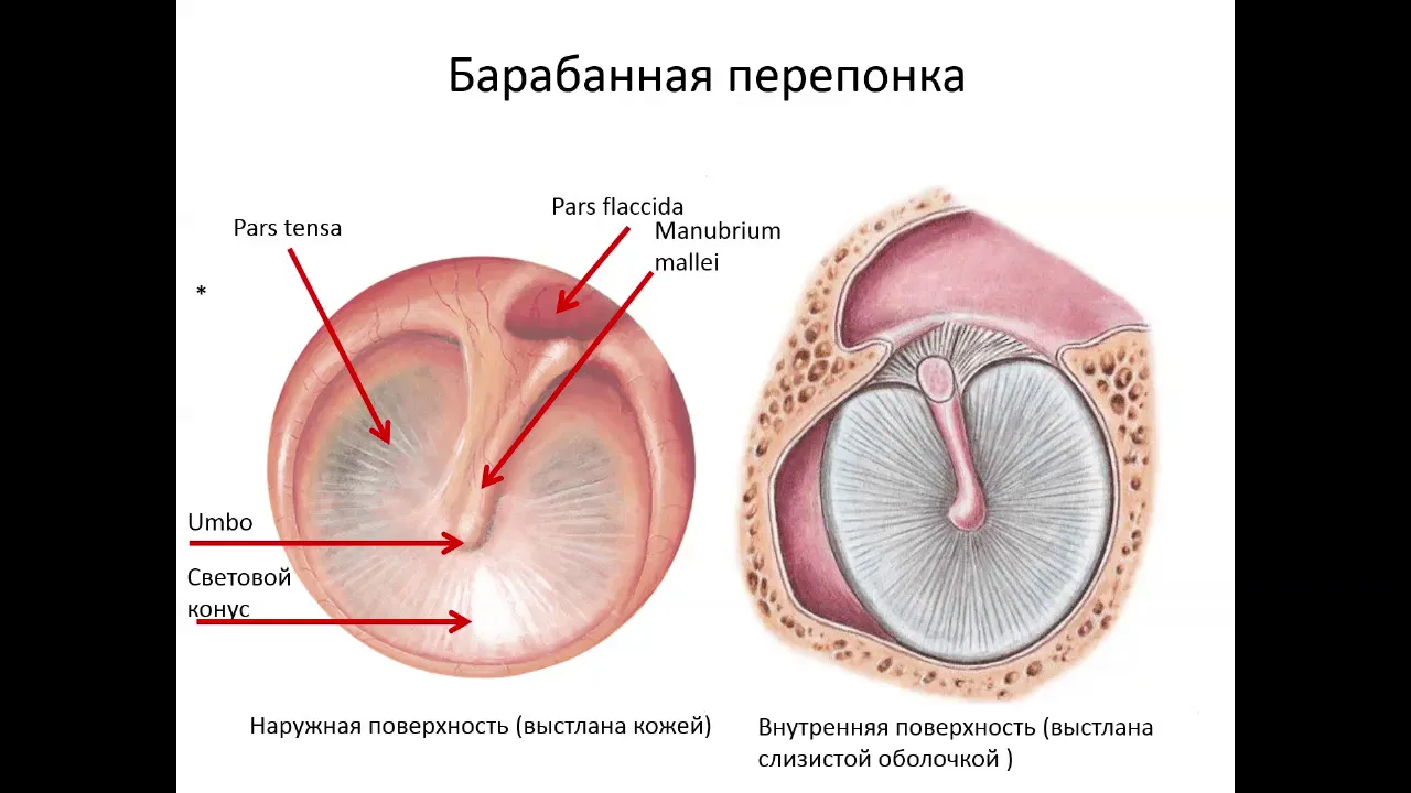 Наружное и среднее ухо.