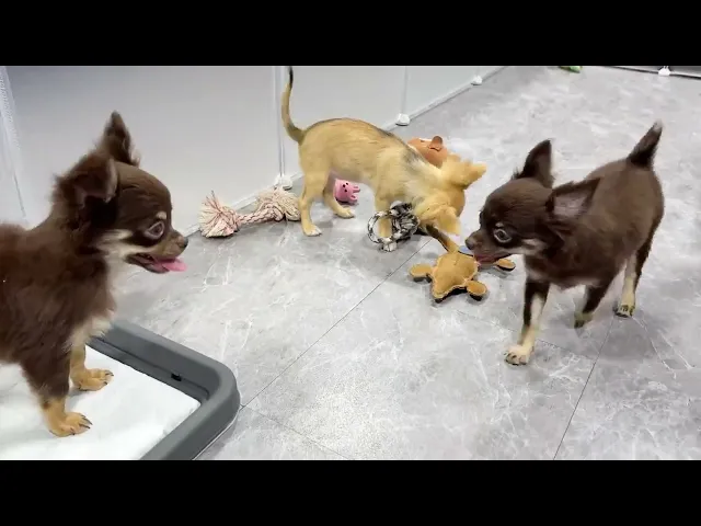 動画