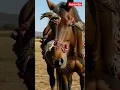 Download Lagu omg🐦🐎😫horse is in trouble and birds helping... #horse #animals #nature #animals #viralvideo #sgorts