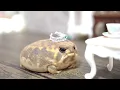 Rain frogs wake up Cute assortment 3