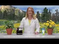 Download Lagu Arnicare Gel for Pain Relief - Arnica vs Coffee Plant