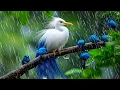 Lagu Suara Burung dan Hujan Lembut 🌧️🐦 Suara Alam yang Menenangkan untuk Meredakan Stres, Relaksasi, d...