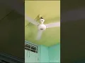 Download Lagu Ceiling Fan Drop Test Fusion⁶😍 #india #experiment #viral #tiktok #fyp #shorts #reels #instagram