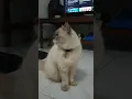 Download Lagu Suara Kucing Menguap #kucingnguap #nguap #yawning #kucingngantuk #pecintakucing #catlover #shorts