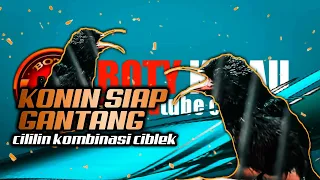 Download konin isian ciblek kombinasi cililin MP3