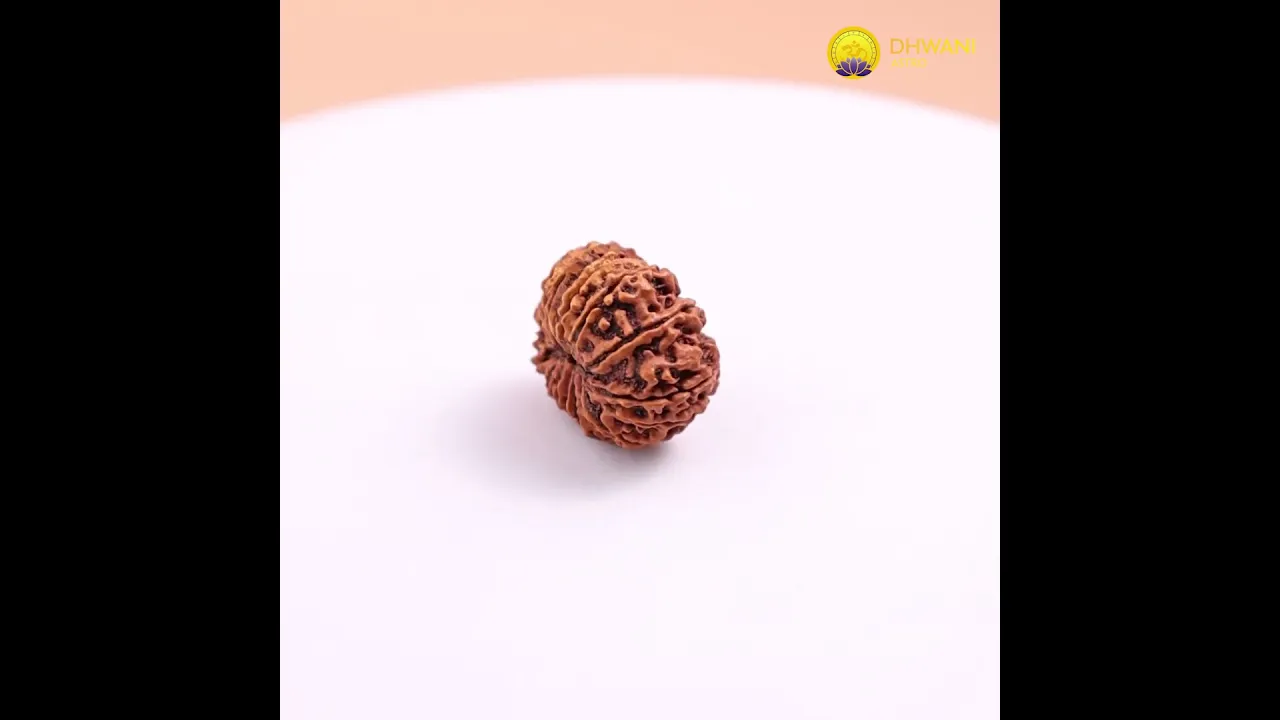 Nepali 15 Mukhi Rudraksha (Fifteen-Faced)