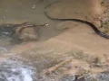 Download Lagu KCT:  King Cobra M4 chasing a spectacled cobra