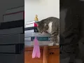 Download Lagu The Viral Feather Cat Toy | The Pack
