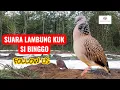Download Lagu 💥 SUARA PIKAT TEKUKUR LAMBUNG KUK, SI BINGGO 💥
