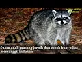 Download Lagu Suara anak musang pandan cocok buat pikat indukan