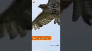 Red Tailed Hawk Sound Red Tailed Hawk Taking Flight From Tree 