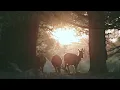"Nature's Awakening" Beautiful Relaxing Soothing Music, Peaceful  Music by Tim Jani