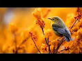 Nature s Awakening Beautiful Relaxing Soothing Music Peaceful Music by Tim Jani