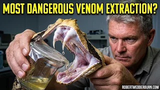 Is this The Most Dangerous Snake To Extract Venom From? 🐍😲#snake #venomous #dangerous