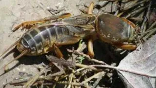 suara orong orong gaang anjing tanah