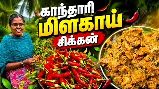 Spicy Chicken Recipe / காந்தாரி மிளகாய் சிக்கன் - மழைக்கேற்ற சிக்கன் - Village Cooking