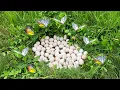 Download Lagu Wow unique- A farmer picks duck eggs in a field with lush green grass and fresh rain.He picks a lot