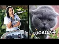 Download Lagu The Kiffness x Alugalug Cat 3.0 🐱✨ (Spell Cat)