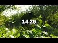 Nature Sounds / Bird Signing. 15 Minute Relaxing Timer