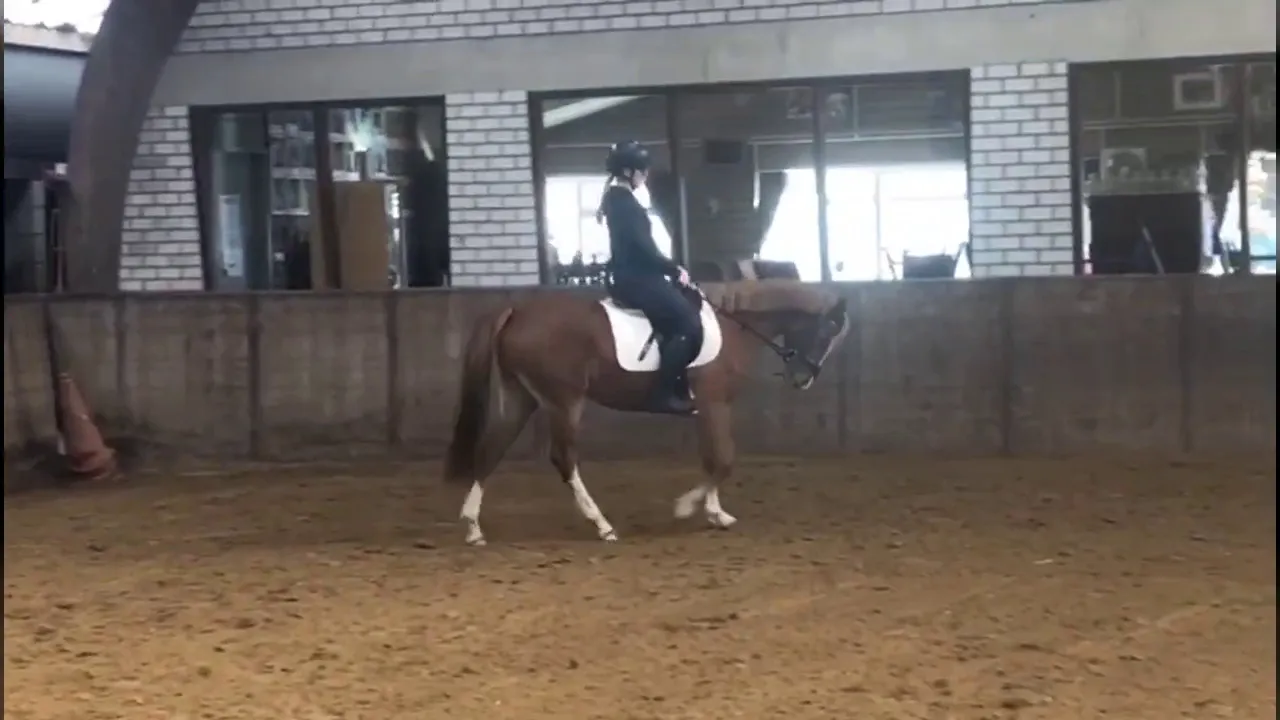 Sancho Leco (v: Devine van de Prinsenhof) -3 jr merrie