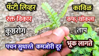 लाख मोलाची वनस्पती | लिव्हर स्वच्छ होईल कावीळ फॅटी लिव्हर निघून जाईल भुई आवळी fatty leaver #kavil