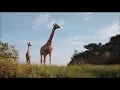 The Circle of Life - Song - Lion King 2019