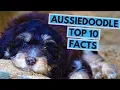 Aussiedoodle - TOP 10 Interesting Facts
