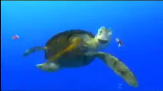 مشهد من فيلم نيمو روعة بجد 3gp 