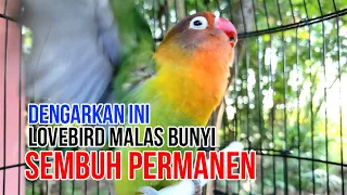 Download LOVEBIRD MALAS BUNYI COBALAH PANCINGAN INI 2 MENIT SAJA MP3