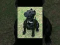 Download Lagu Babby pitbull to big pitbull #dog #short #video#