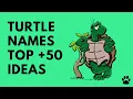 Best Turtle Names Tortoise Names 50 Ideas Great List Names