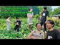 Download Lagu PANEN SAYUR DI KEBUN DAN UPDATE PERKEMBANGAN KEBUN