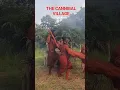 Download Lagu THE CANNIBAL VILLAGE -Eat Alive