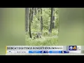 Bobcats in Indiana Why are we seeing more