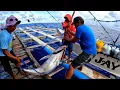 Download Lagu day 15 laot ng surigao) naka huli si karabs ng big eye tuna