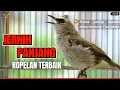 Lagu SUARA JERNIH‼️TRUCUKAN GACOR ROPEL PANJANG MASTERAN-PANCINGAN AMPUH TRUCUKAN BAHAN PASTI NYAUT ROPEL