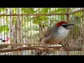 Download Lagu Pancingan Suara Burung KASO KASO Gacor