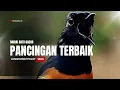 Burung murai gacor ampuh buat pancingan murai batu langsung bunyi nyaut