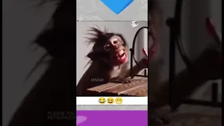 يا عروسه دوسي دوسي     اكسبلور  كوميديات         تحشيش  ضحك  تحشي  ترند  رمضانمبارك               دندنها