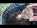 Download Lagu Grow Taro / Arbi / Chama kura plant in bucket or backyard (English)