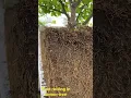 Download Lagu Root rotting in lemon tree.  #farming #rooftopgarden #lemontree #shorstvideo #viralvideo