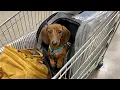 Mini dachshund goes to IKEA