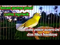Download Lagu pleci Buxtoni ngalas ngotot efektif untuk pancingan pleci bahan susah ngalas