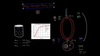 Oxygen Hemoglobin Dissociation Curve R state T state Coopertivity Biochemistry MCAT