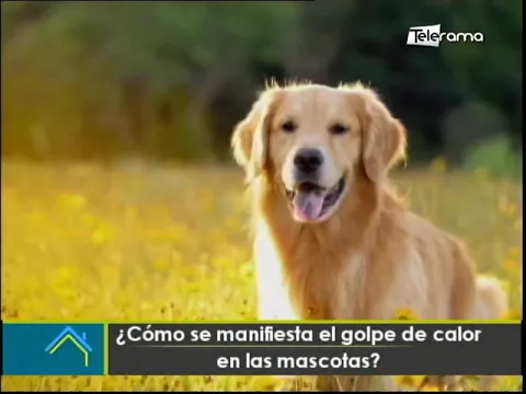 ¿Cómo se manifiesta el golpe de calor en las mascotas?