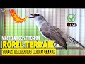 Lagu TRUCUKAN GACOR ROPEL PANJANG | Pancingan \u0026 Masteran Ampuh Bikin Burung Trucuk Full Gacor NAYUT Emosi
