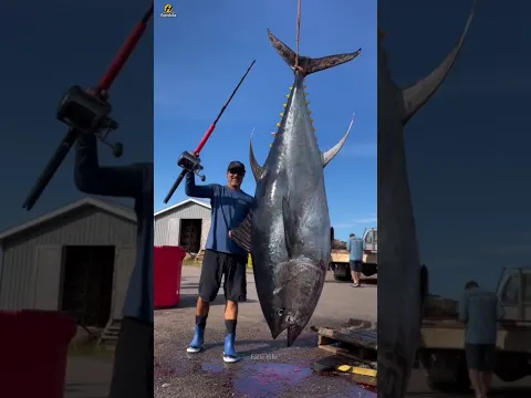 Tuna fish Meat #shorts